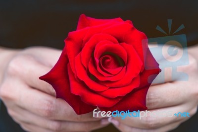 Hand Of Woman Give A Red Rose. Valentine's Day Stock Photo