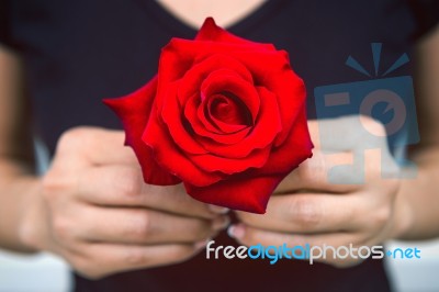 Hand Of Woman Give A Red Rose. Valentine's Day Stock Photo