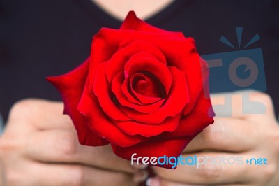 Hand Of Woman Give A Red Rose. Valentine's Day Stock Photo