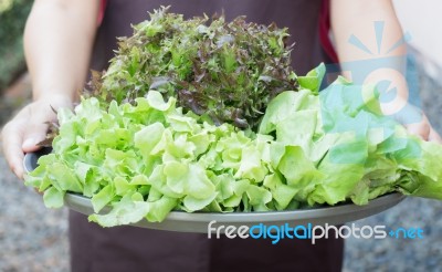 Hand On Group Of Salad Vegetable Stock Photo