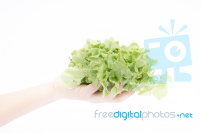 Hand On Group Of Salad Vegetable On White Background Stock Photo