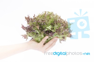 Hand On Group Of Salad Vegetable On White Background Stock Photo