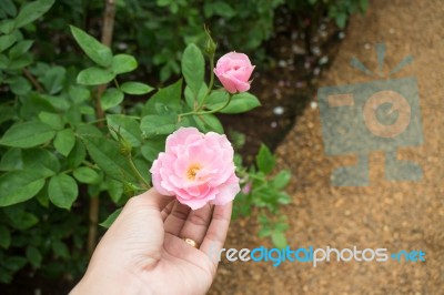 Hand On Pink Rose In The Garden Stock Photo