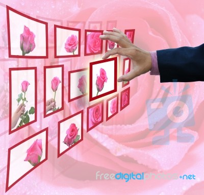 Hand Picking Red Rose Stock Photo