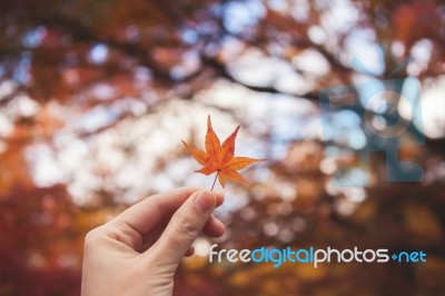 Hand Show Maple With Autumn Background Stock Photo