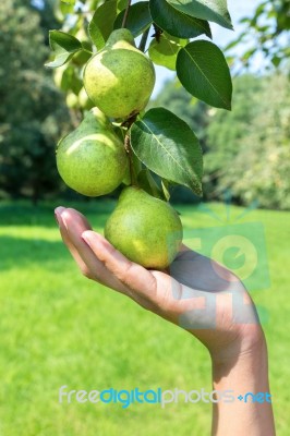 Hand Showing Branch With Green Pears Stock Photo