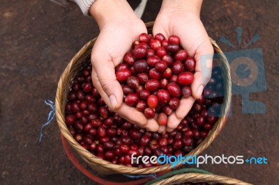 Hand showing Red coffee beans Stock Photo