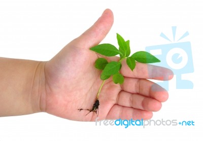 Hand Showing Seedling On White Stock Photo