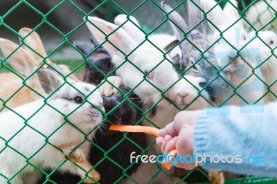 Hand Woman Holding Feeding Rabbit With A Carrot In The Green Cage Stock Photo