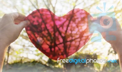 Hands Hold Or Raise Big Red Heart To Sky With Lens Flare And Sun… Stock Photo