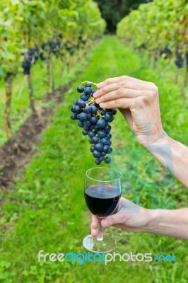 Hands Holding Bunch Of Grapes And Wine Glass Stock Photo