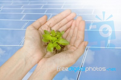 Hands Holding Green Plant On Solar Cells Stock Photo