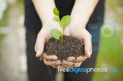 Hands Holding Seedleng Stock Photo