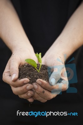 Hands Holding Seedleng Stock Photo