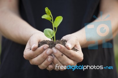 Hands Holding Seedleng Stock Photo