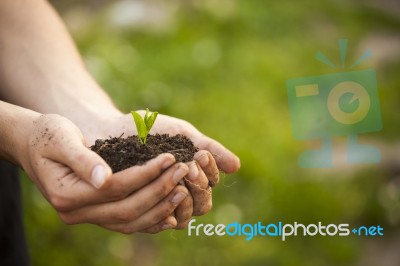 Hands Holding Seedleng Stock Photo