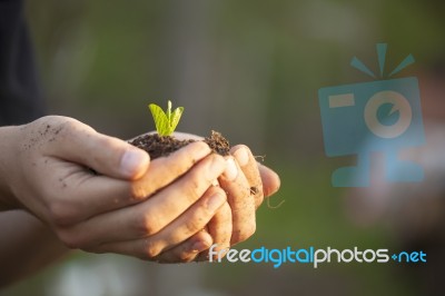 Hands Holding Seedleng Stock Photo