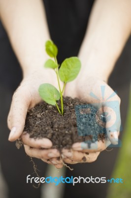 Hands Holding Seedleng Stock Photo