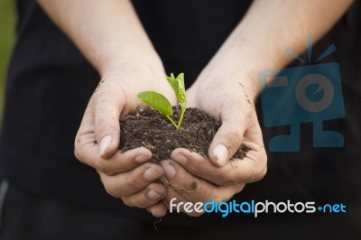 Hands Holding Seedleng Stock Photo