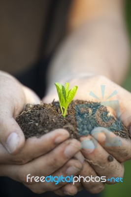 Hands Holding Seedleng Stock Photo