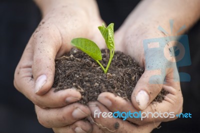 Hands Holding Seedleng Stock Photo