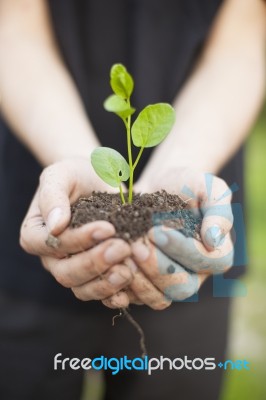 Hands Holding Seedleng Stock Photo