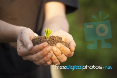 Hands Holding Seedleng Stock Photo