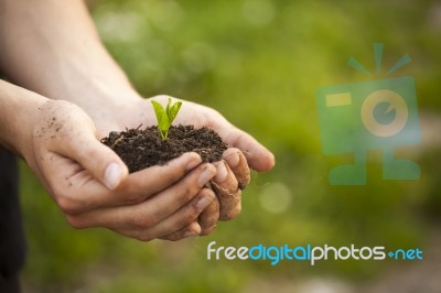 Hands Holding Seedleng Stock Photo