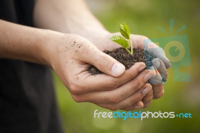 Hands Holding Seedleng Stock Photo