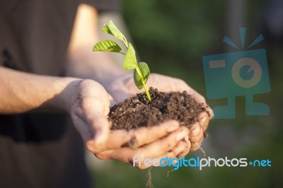 Hands Holding Seedleng Stock Photo