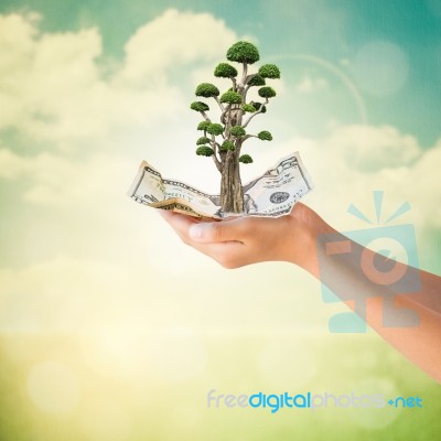 Hands Holding Us Dollars Note With Bonsai Tree Stock Photo