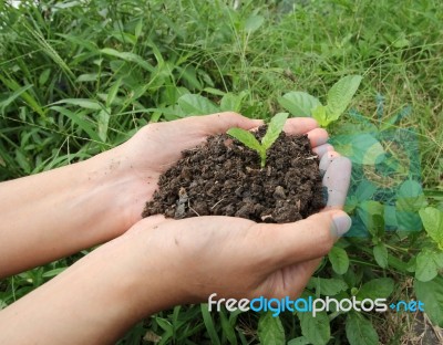 Hands Holdings A Little Green Plant Stock Photo