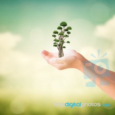 Hands Of Little Girl Holding Bonsai Tree Stock Photo