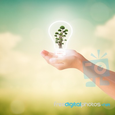 Hands Of Little Girl Holding Bonsai Tree Stock Photo