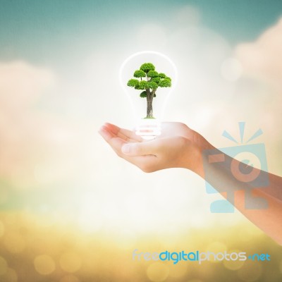 Hands Of Little Girl Holding Bonsai Tree Stock Photo