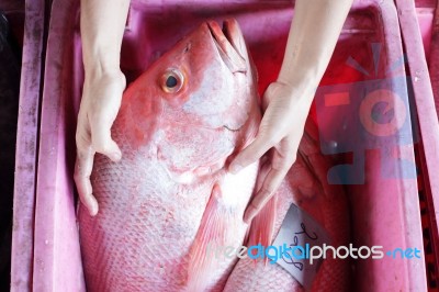 Hands Showing Big Fish In Fish Market Stock Photo