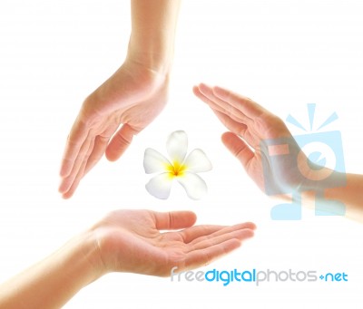 Hands With Frangipani Stock Photo