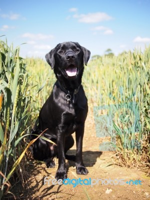 Handsome Black Labrador Stock Photo