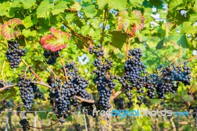 Hanging Blue Grape Bunches In Vineyard Stock Photo