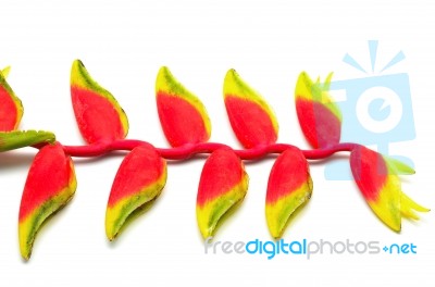 Hanging Heliconia Stock Photo