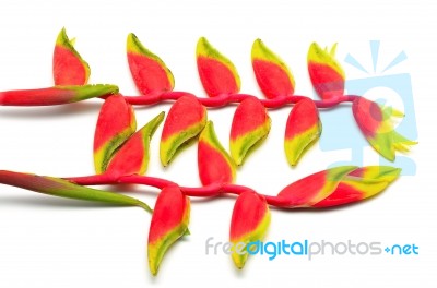 Hanging Heliconia Stock Photo