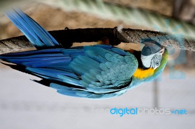 Hanging On A Cord Stock Photo