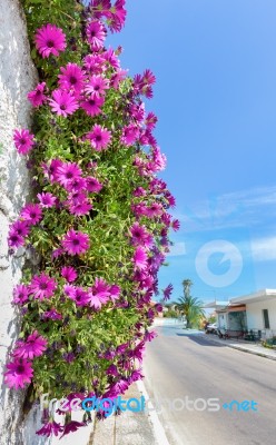 Hanging Pink Spanish Daisies On Wall Near Street Stock Photo