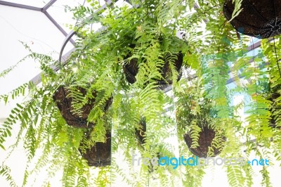 Hanging Plant Pots Decorated In Garden Stock Photo