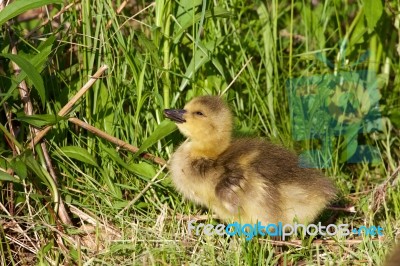 Happy Chick Stock Photo