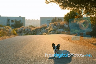 Happy Dog At Sunset Stock Photo