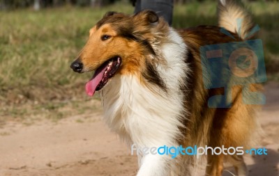 Happy Dogs Walking Through The Field In Autumn Stock Photo