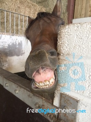 Happy Horse Stock Photo