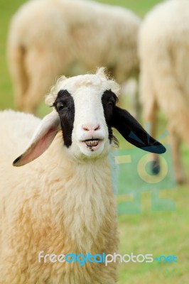 Happy Sheep With Smile  Stock Photo