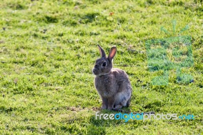 Hare Stock Photo